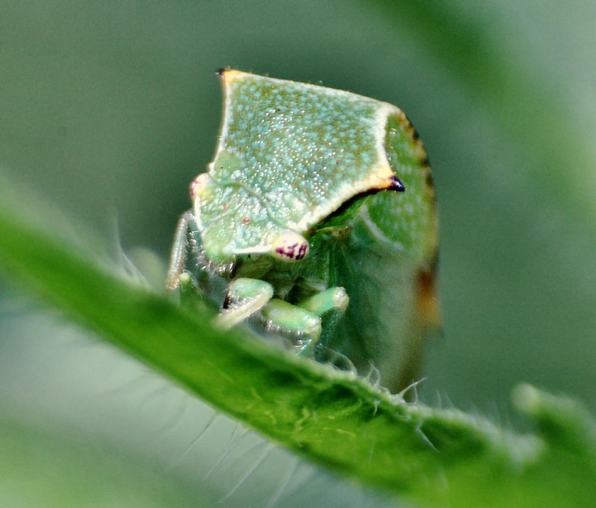 stranissimo,  chiss cos'' ??? Stictocephala bisonia